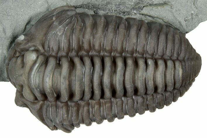 Prone Flexicalymene Trilobite - Mt Orab, Ohio #347291